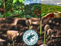 Rainforest Alliance Certified Coffee Beans